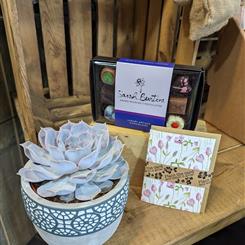 Echiveria succulent giftset
