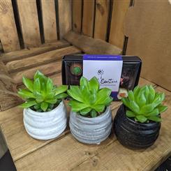 Succulent trio and chocolates
