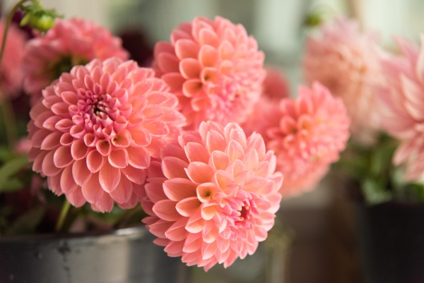 There is a Dahlia Flower for Everyone and Every Occasion, with its Beauty, Scent, Colour, and Complexity