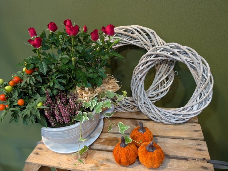 Willow planted gift