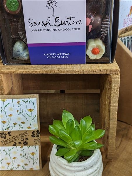 Chocolate and succulent gift set