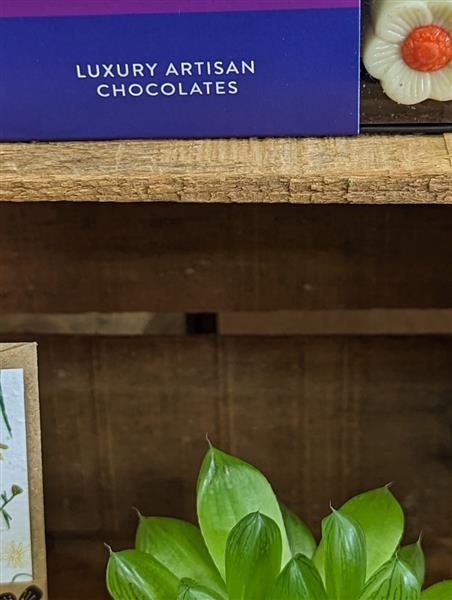 Chocolate and succulent gift set
