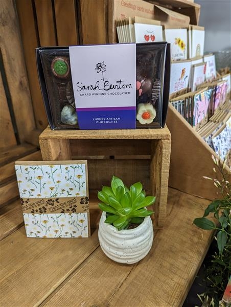 Chocolate and succulent gift set