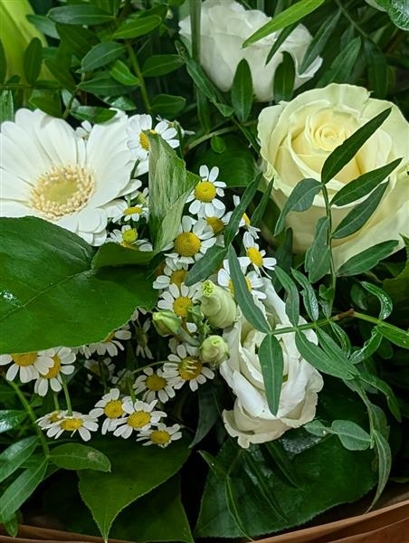 Pearl A classic collection of cream and white flowers.