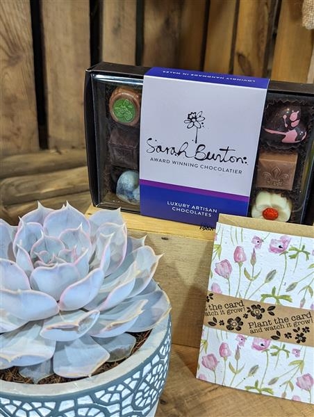 Echiveria succulent giftset