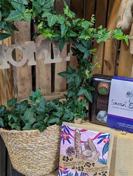 Ivy Home planted gift set