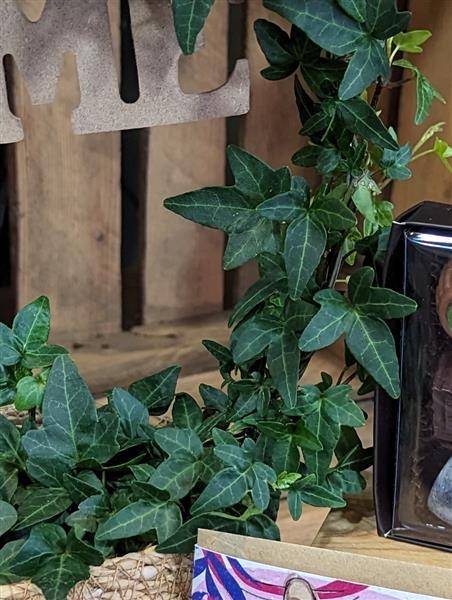 Ivy Home planted gift set