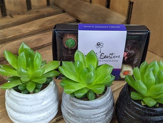 Succulent trio and chocolates