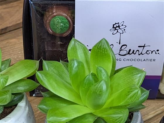 Succulent trio and chocolates