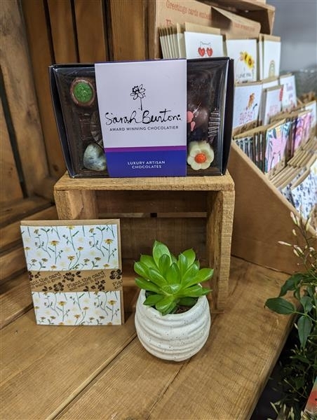 Chocolate and succulent gift set