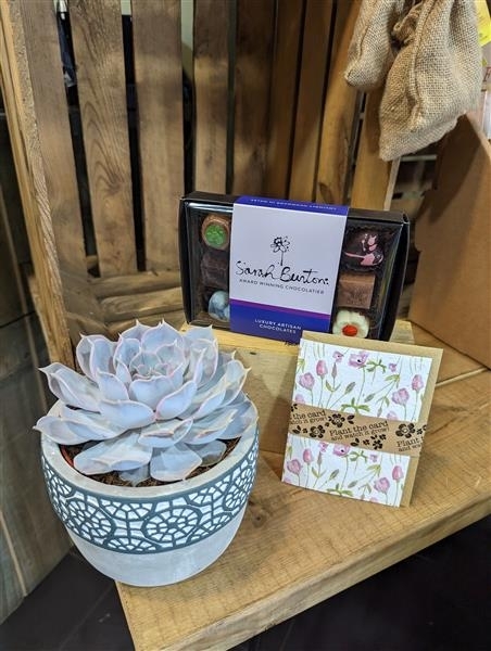 Echiveria succulent giftset