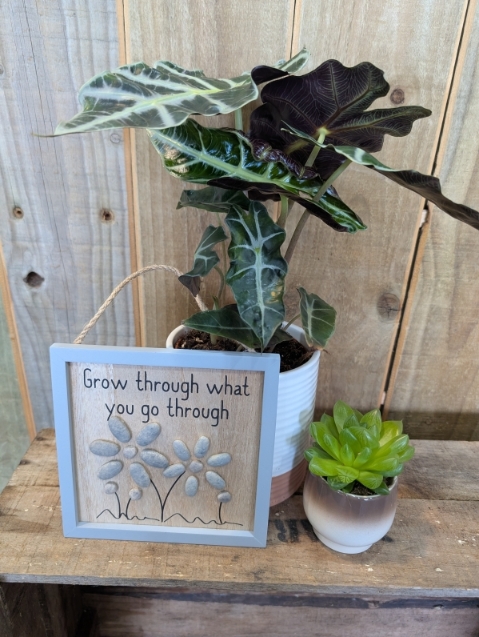 Alocasia and succulent keepsake gift set