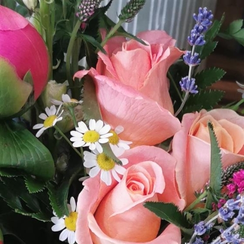 Coral  A Collection of vibrant and bright blooms