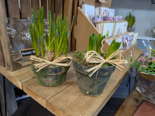 Spring bulb gift set