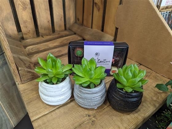 Succulent trio and chocolates