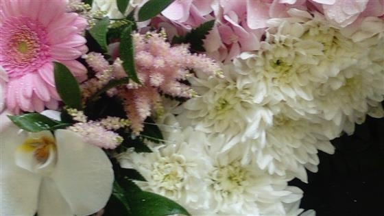 The Pink and White Star